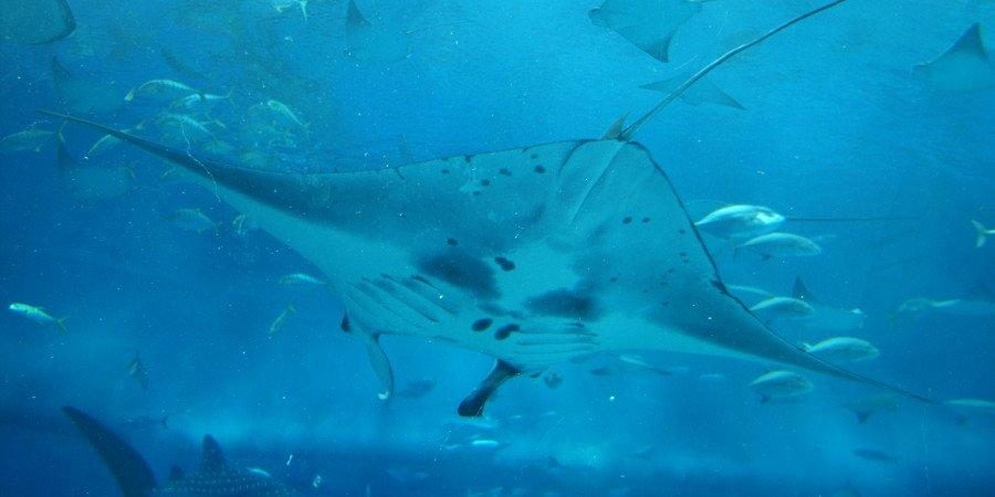 Bahamas: alla ricerca del “Big One” — foto 1
