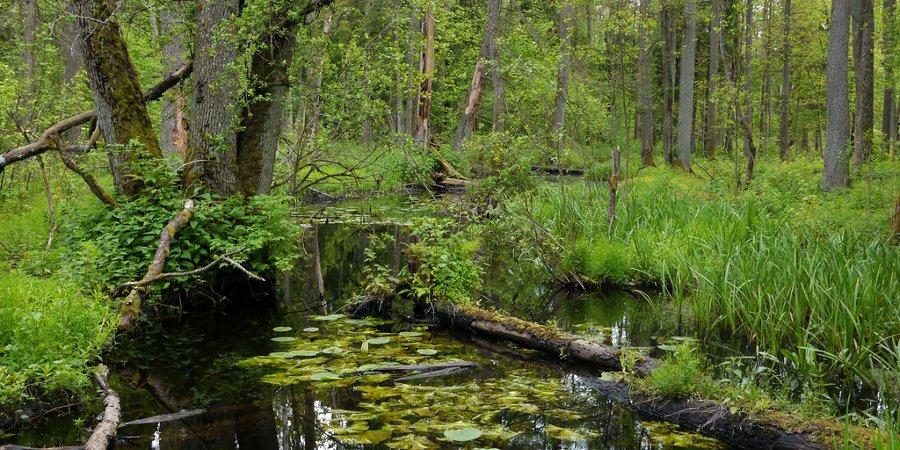 Bielorussia, il più antico parco naturale d’Europa — foto 1