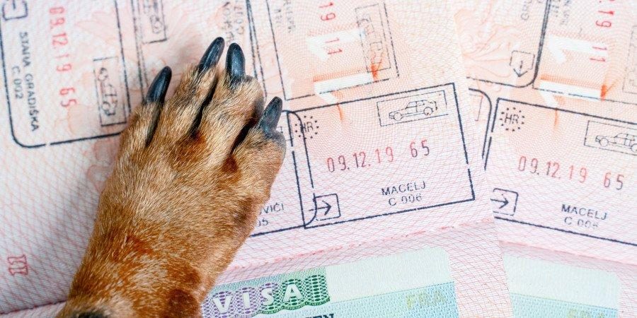 Hotel pet friendly Sud Italia — foto 1