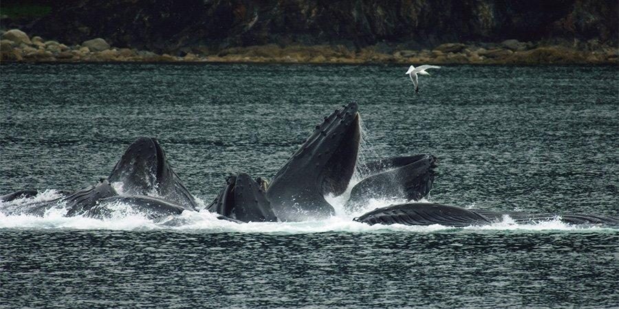 Il Québec tra balene, orsi, caribù e pinguini — foto 1