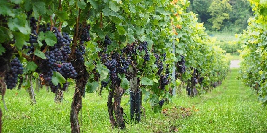 La cultura del vino in Georgia — foto 1