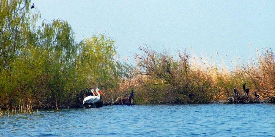 La Riserva della Biosfera del Danubio in Ucraina — foto 1