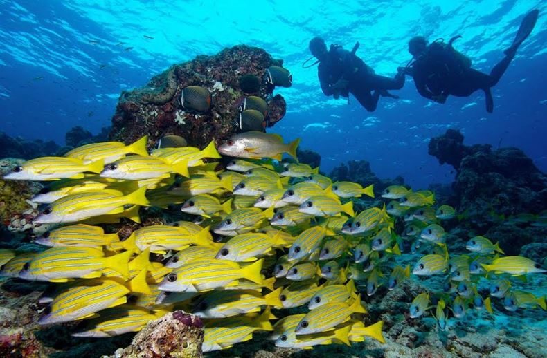 Passione Diving — foto 1