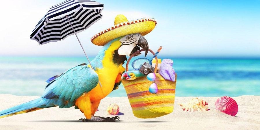 Vacanze in Italia con l tuo cane.....e altri animali!!! — foto 1